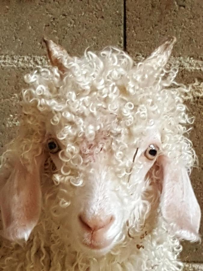 הוילה Vernay Le Colombier D'Amalthee מראה חיצוני תמונה